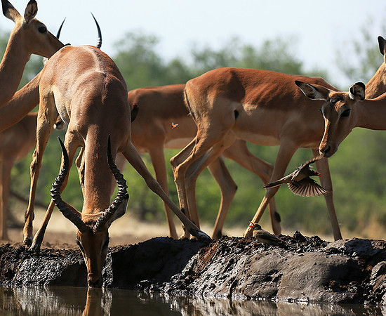At the waterhole - Mashatu game reserve