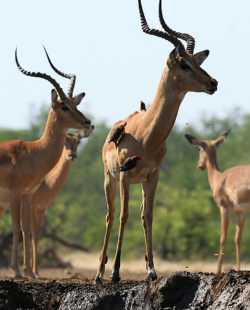 At the waterhole - Mashatu game reserve