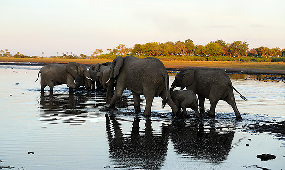 Delta of Okavango