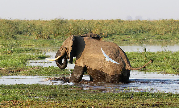 Delta of okavango