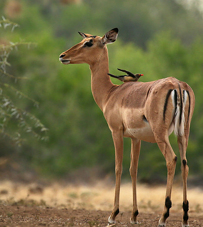 Impalas at the waterhole - Mashatu game reserve