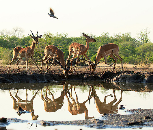At the waterhole - Mashatu game reserve