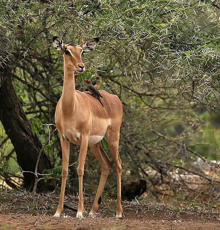 At the waterhole - Mashatu game reserve