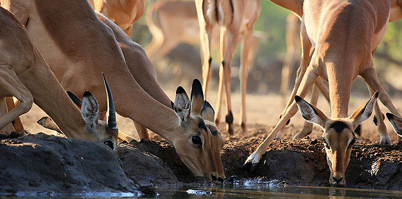 At the waterhole - Mashatu game reserve