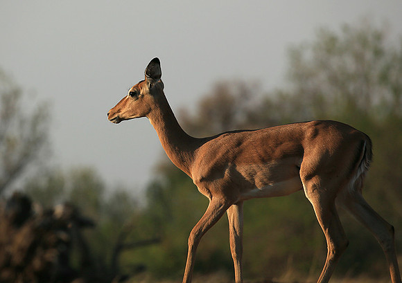 Impalas at the waterhole - Mashatu game reserve