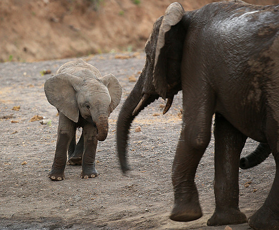 Mashatu game reserve