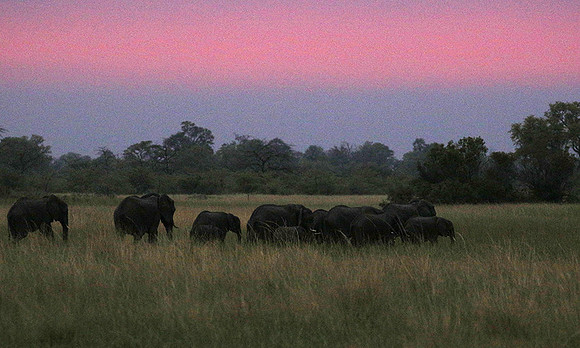 Delta of Okavango