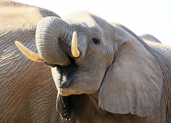 Mashatu game reserve