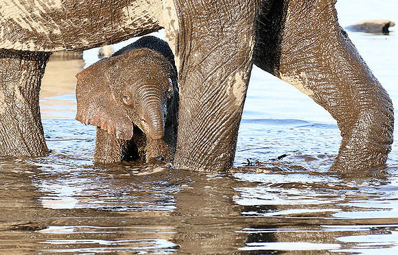 Delta of Okavango
