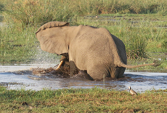 At Duba Plains