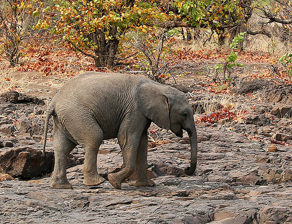 Mashatu game reserve