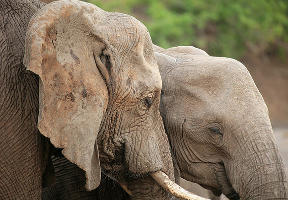 Mashatu game reserve