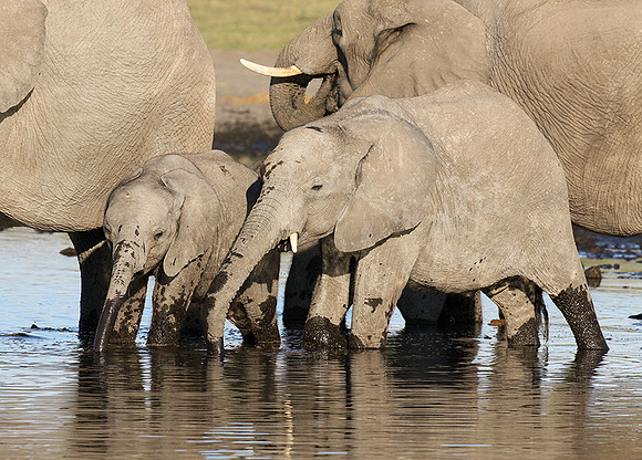 Delta of Okavango