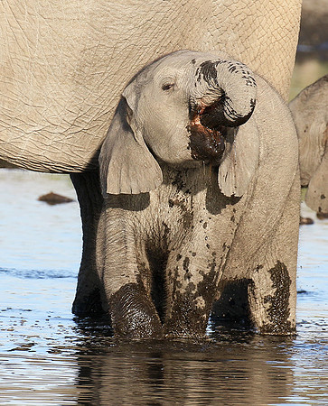 Delta of Okavango
