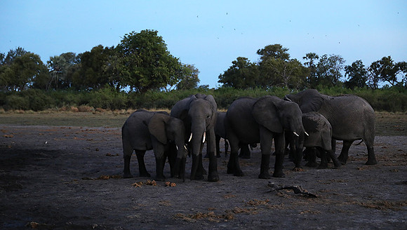Delta of Okavango