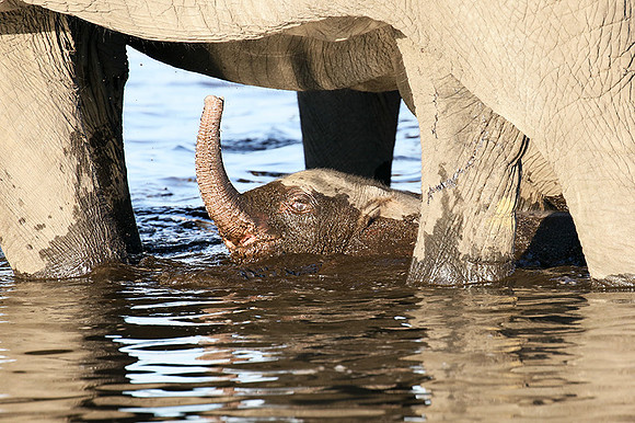 Delta of Okavango