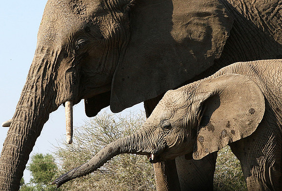 Mashatu : at the waterhole