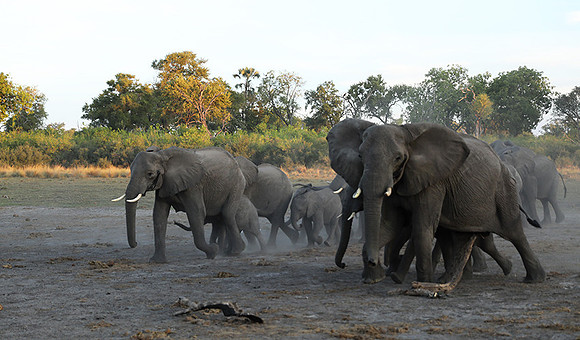 Delta of Okavango - Abu concession