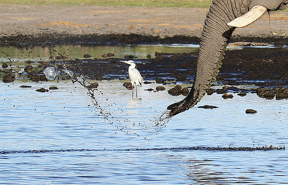 Delta of Okavango