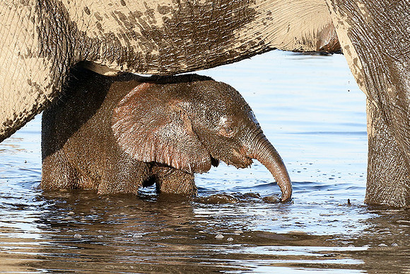 Delta of Okavango
