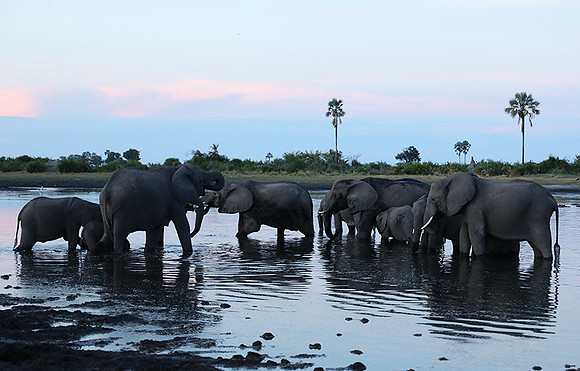Delta of Okavango