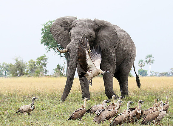 Delta of Okavango (Abu concession)