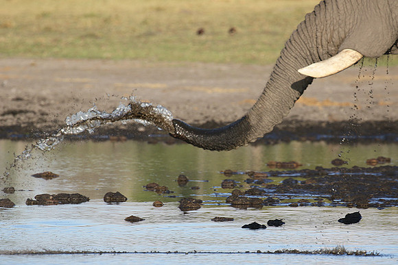 Delta of Okavango