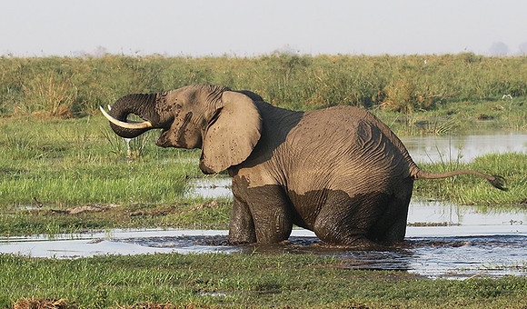At Duba Plains