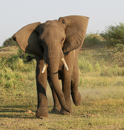 Delta of okavango