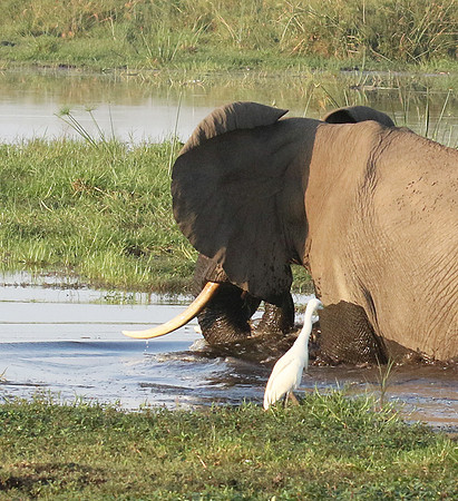 At Duba Plains