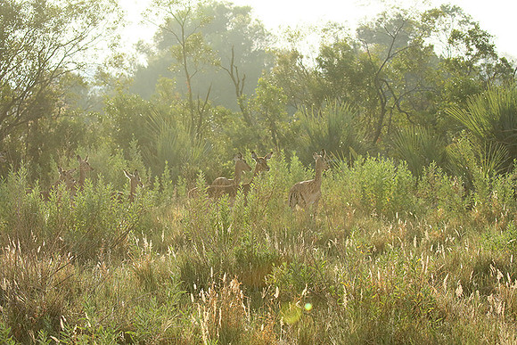 At Abu camp