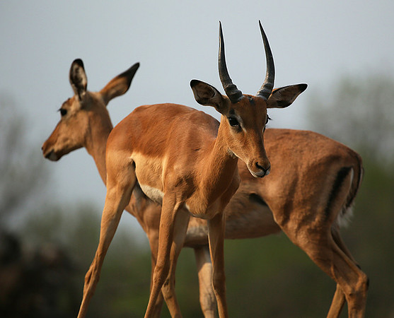 At the waterhole - Mashatu game reserve