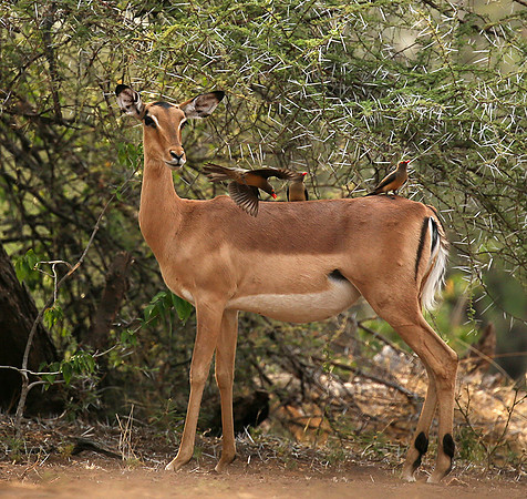 At the waterhole - Mashatu game reserve