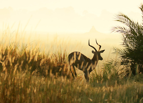 Delta of okavango