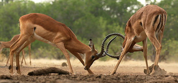 At the waterhole - Mashatu game reserve