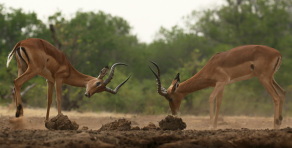 At the waterhole - Mashatu game reserve