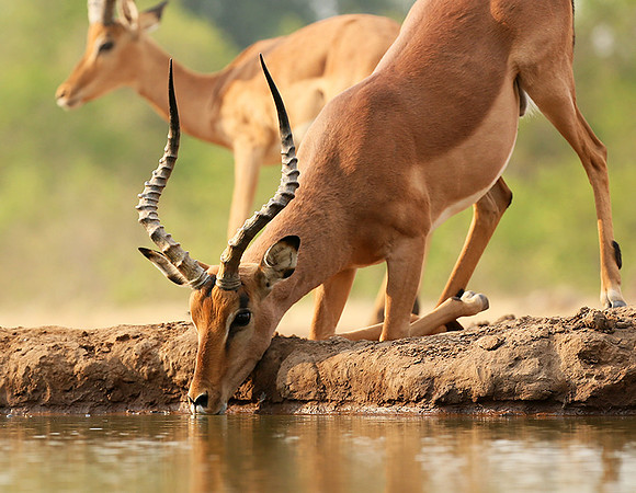 At the waterhole - Mashatu game reserve