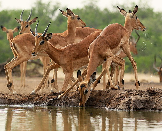 At the waterhole - Mashatu game reserve