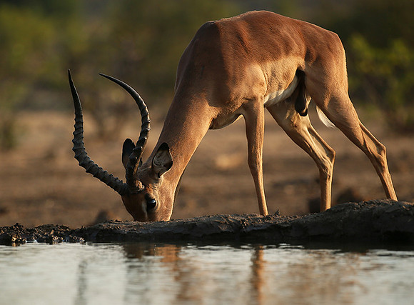 At the waterhole - Mashatu game reserve