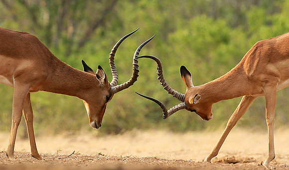 Impalas at the waterhole - Mashatu game reserve