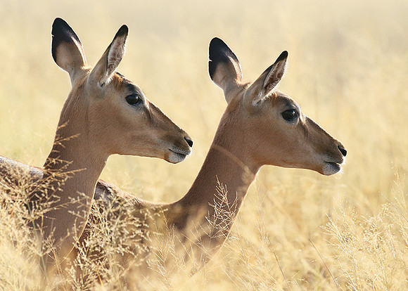 Delta of okavango