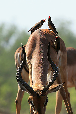 At the waterhole - Mashatu game reserve