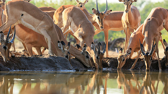 At the waterhole - Mashatu game reserve