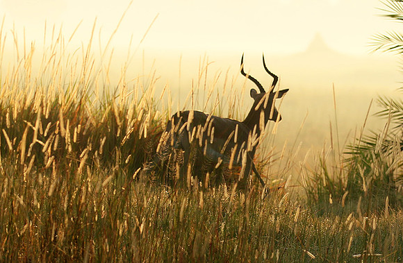 Delta of okavango