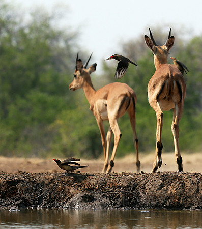 At the waterhole - Mashatu game reserve