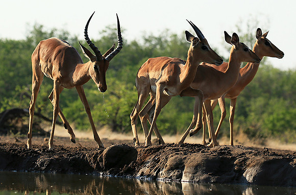 At the waterhole - Mashatu game reserve