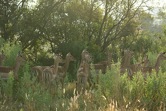 At Abu camp