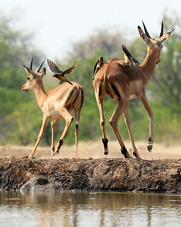 At the waterhole - Mashatu game reserve