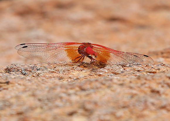 Meru NP