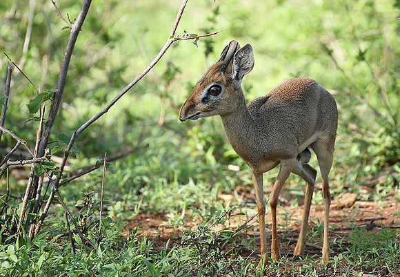Meru NP
